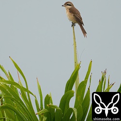 シマアカモズのメス成鳥。9月下旬ごろの渡りのピークを過ぎたので越冬組だけが残っています。