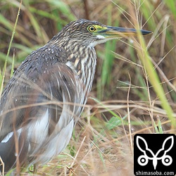 飛べないアカガシラサギ。ハヤブサがやってきたら一番最初の餌食になるでしょう。