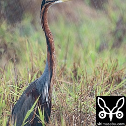 雨の中、ムラサキサギ。美しい鳥ですね。