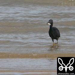 クロサギも魚をゲット。