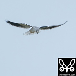 上の個体とペアになっているカタグロトビ。