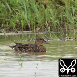 コガモ幼鳥。雌雄は不明。