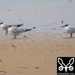 3羽に増えたオニアジサシ。すべて成長冬羽。