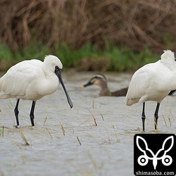 クロツラヘラサギも増えて2羽になっていました。