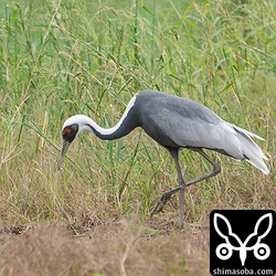 バッタか何かを捕まえていたようです。