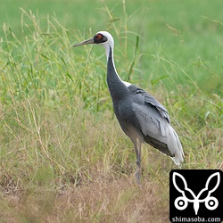 近くで農作業をしている人もおり、うちの息子が「マナヅルさーん」と叫んでも反応しないので警戒心はあまりないようでした。