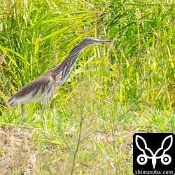 元気になったアカガシラサギ。