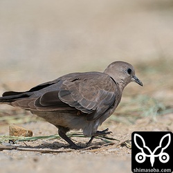 人間にはあまり反応しない個体でした。