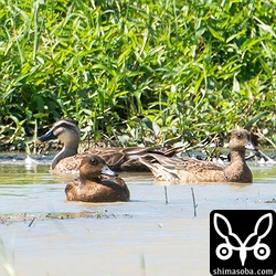 今季初のヒドリガモ。オスのエクリプス(左)とメスの非生殖羽。