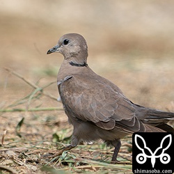 農地で餌をとっていましたが、チョウゲンボウやハヤブサ、カタグロトビが現れると藪に逃げ込んでいました。