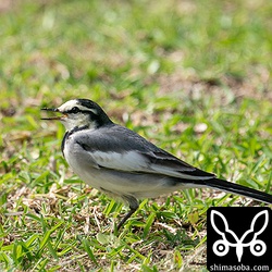 ハクセキレイのオス第1回冬羽。暑い中、渡ってきたのか、口を半開きのお疲れモード。