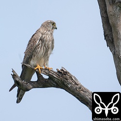 チョウゲンボウの幼鳥オス。