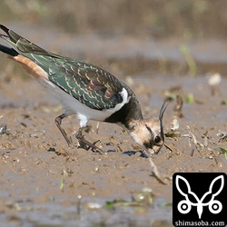 泥の中から餌を探し出していました。