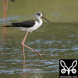 セイタカシギ幼羽から第1回冬羽へ。