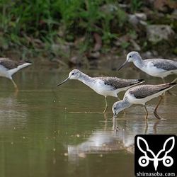 アオアシシギの群れ。手前と左が幼鳥で他は成鳥。