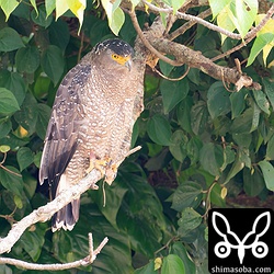 右足に赤い足輪が見えます。2009年に救護された「キッキ」です。メス個体。