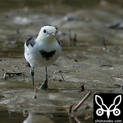 ホオジロハクセキレイの正面から。