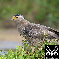 こちらもオス個体かな。