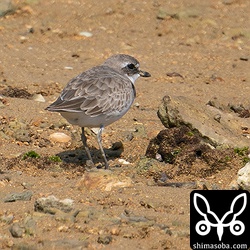 海岸はメダイチドリ優勢。