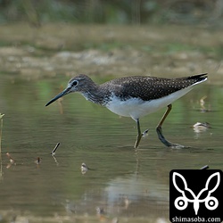 クサシギは数羽の群れで飛来。