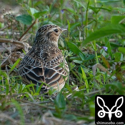 後ろからも。ヒバリ幼羽。