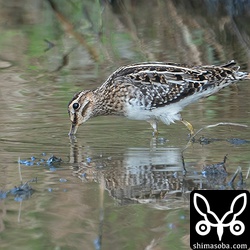 こちらもタシギ。ジシギはタシギばかりです。