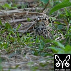 見つけた時はこんな状態でしたが、警戒心は強くありませんでした。