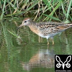 ウズラシギ幼鳥。やっとまともに写真が撮れた。