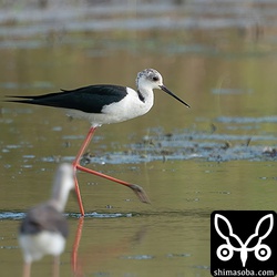 セイタカシギのオス成鳥。
