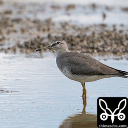 キアシシギ幼羽後期。