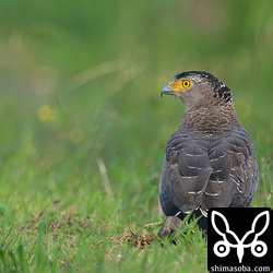 カンムリワシのオス成鳥。