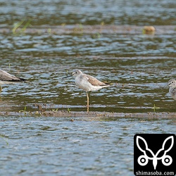 アオアシシギの成鳥(左)と幼鳥。