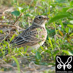 沖縄、八重山的珍鳥のヒバリ。