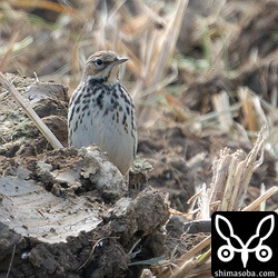ムネアカタヒバリ冬羽。