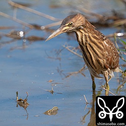 リュウキュウヨシゴイ幼鳥。田んぼでオタマジャクシを狙っています。