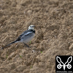 水浴び後のホオジロハクセキレイ成鳥オスの冬羽。過眼線がわずかにあるのが気になりますが…。