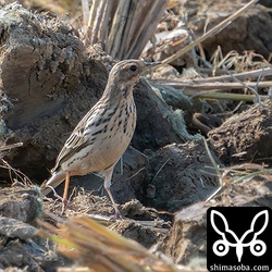 ムネアカタヒバリ成鳥。夏羽から冬羽へ換羽中。
