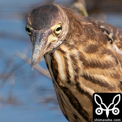 幼鳥だからなのか警戒心の薄い個体でした。