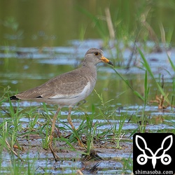 ケリ第1回冬羽。沖縄や石垣島では数少ないです。