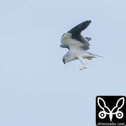 北風を利用して空中にとどまるカタグロトビ。足を出したり引っ込めたりしてバランスをとります。