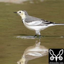 ホオジロハクセキレイ第1回冬羽メス。