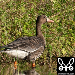 農作業が始まるたびに飛び回っていたマガン成鳥。