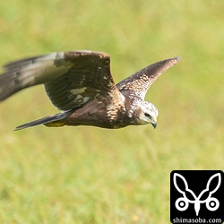 なかなか近距離で観察することが難しいチュウヒですが、近くで撮れてラッキーでした。