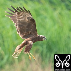 チュウヒお得意のポーズ。足が長いです。