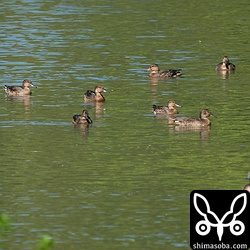コガモの群れ。