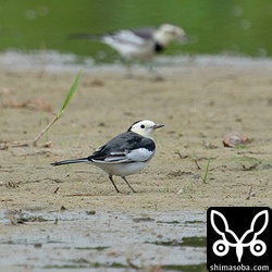 ホオジロハクセキレイ2羽は常に行動を共にしていました。