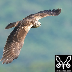 芦原などが失われて日本のチュウヒは減っているそうですが、無事に越冬して子孫を残してほしいものです。
