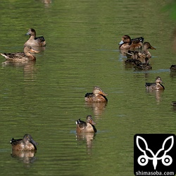 ハシビロガモも増えてきました。