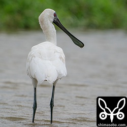 クロツラヘラサギ成鳥。クロツラヘラサギは石垣島内に3カ所4羽います。