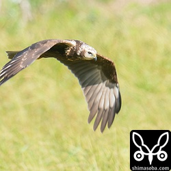 草地の上を飛び回り獲物を探すチュウヒ。